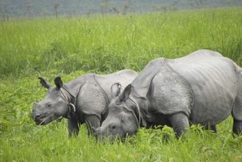 Chitwan Wildlife Tours