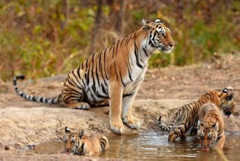 Corbett Private Tours