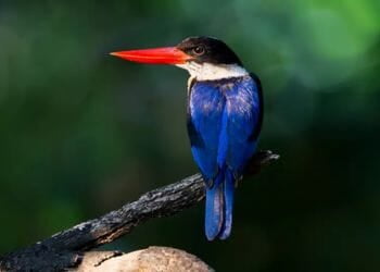 Birding Tour India