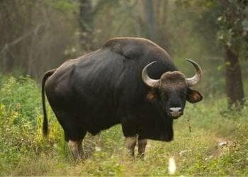 Indian Bison Safari