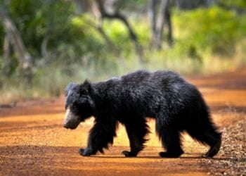 Kanha Sloth Bear