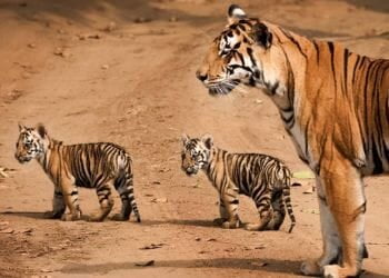 Kanha Tigers