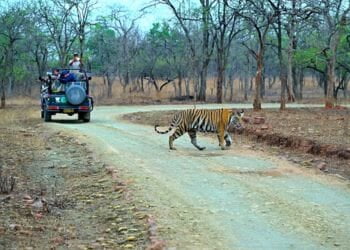 Panna Tiger Safaris