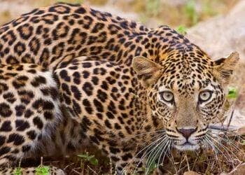 Pench Leopards