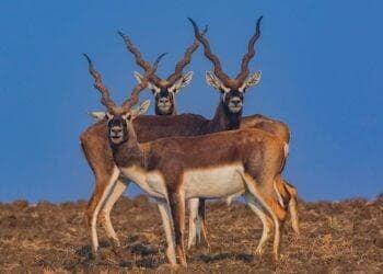 Wildlife Satpura National Park