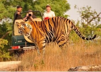 tiger Safaris