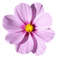 Flower showing IB