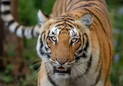 Tigers of Ranthambore