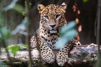 Kabini Wildlife Private Tours 