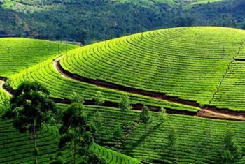 Munnar Private Tours