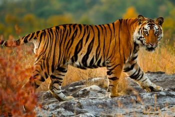 Ranthambore Private Tours 