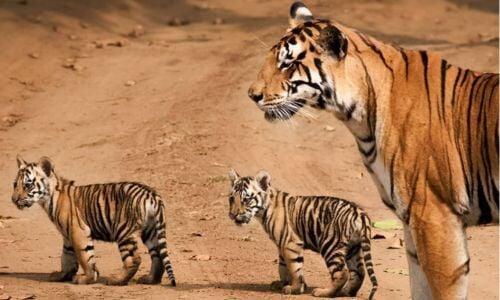 Safari tours Central India