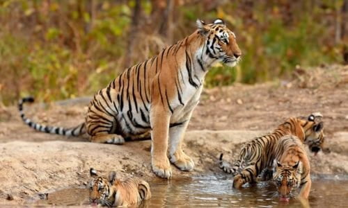 Wildlife Tours India